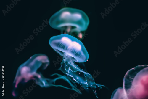 Glowing Jellyfish in Deep Sea © Manuel Schmid Foto
