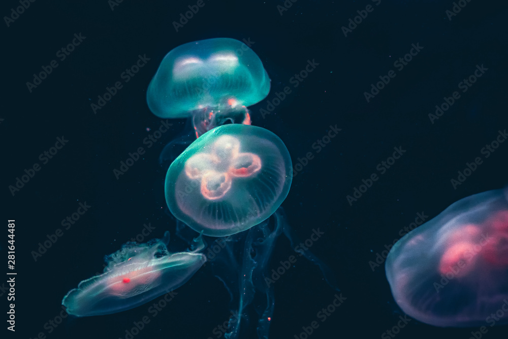 Glowing Jellyfish in swimming in the dark Deep Sea Glowing Jellyfish in swimming in the dark Deep Sea