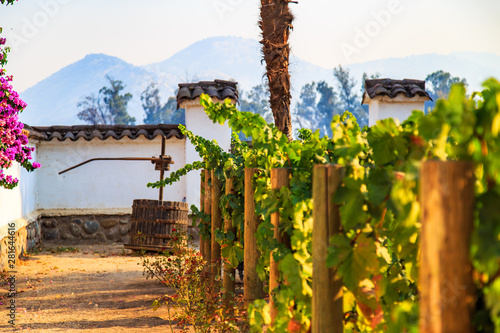 Winery, Maipo valley, the area around Santiago de Chile.