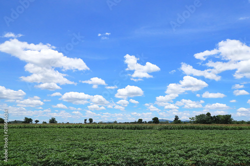 Tapioca farmer's farm and the beautiful sky.