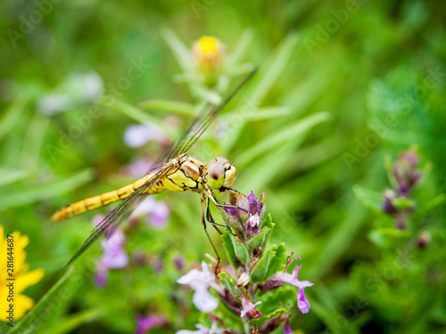 Dragonfly on a flower © Ewald Fröch