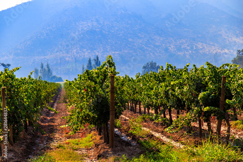 Winery, Maipo valley, the area around Santiago de Chile. photo