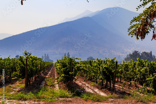 Winery, Maipo valley, the area around Santiago de Chile. photo