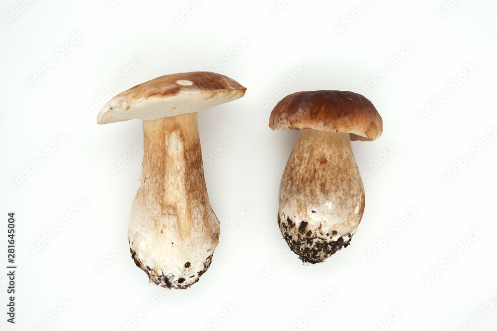 Boletus edulis king bolete isolated on white background. Close up. Boletus edulis king bolete isolated on white background. Close up.