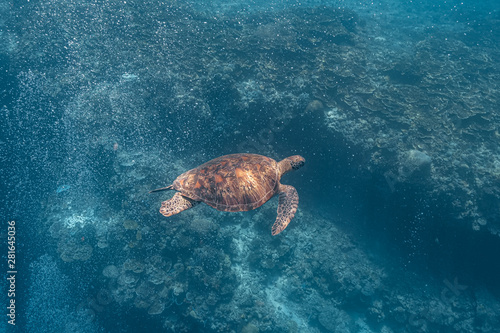 Green sea turtle swims gracefully as it moves through the bubbles coming from scuba divers