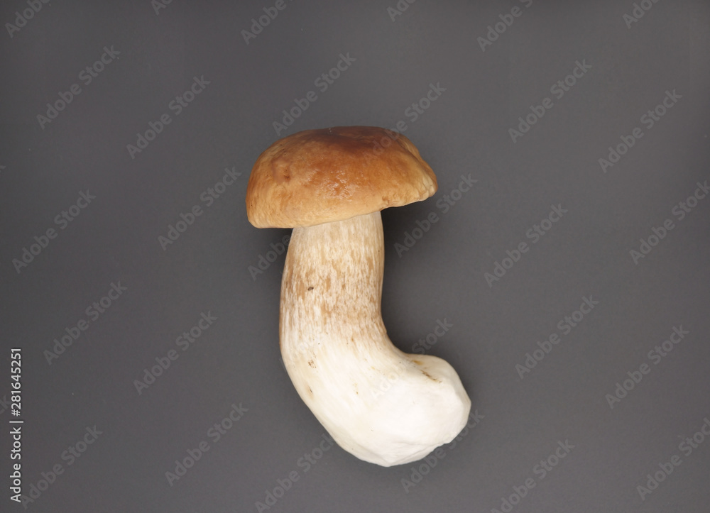 Boletus edulis king bolete isolated on black background. Close up. Boletus edulis king bolete isolated on black background. Close up.