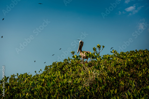 Fotografie Pelicans and gulls in the mangroves in Celestun National Park