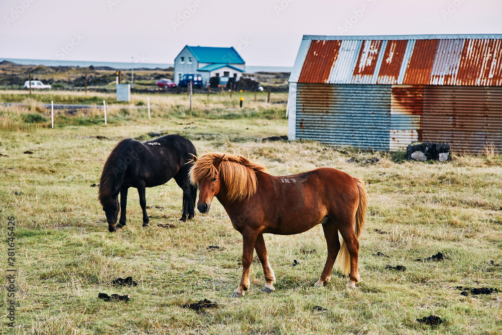 Icelandic horses. The Icelandic horse is a breed of horse developed in Iceland Icelandic horses. The Icelandic horse is a breed of horse developed in Iceland