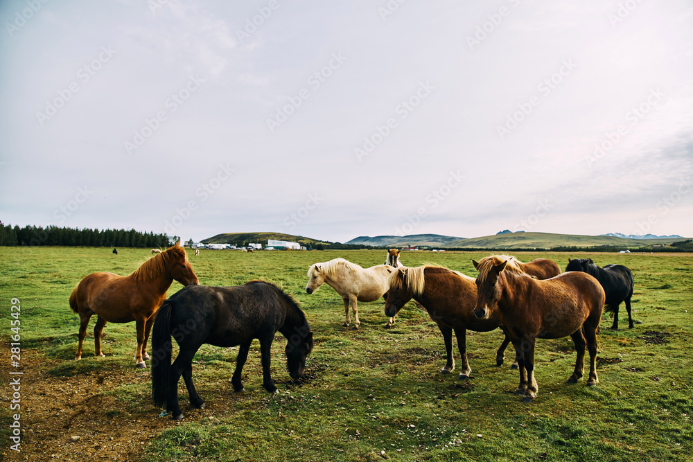 Obraz premium Icelandic horses. The Icelandic horse is a breed of horse developed in Iceland