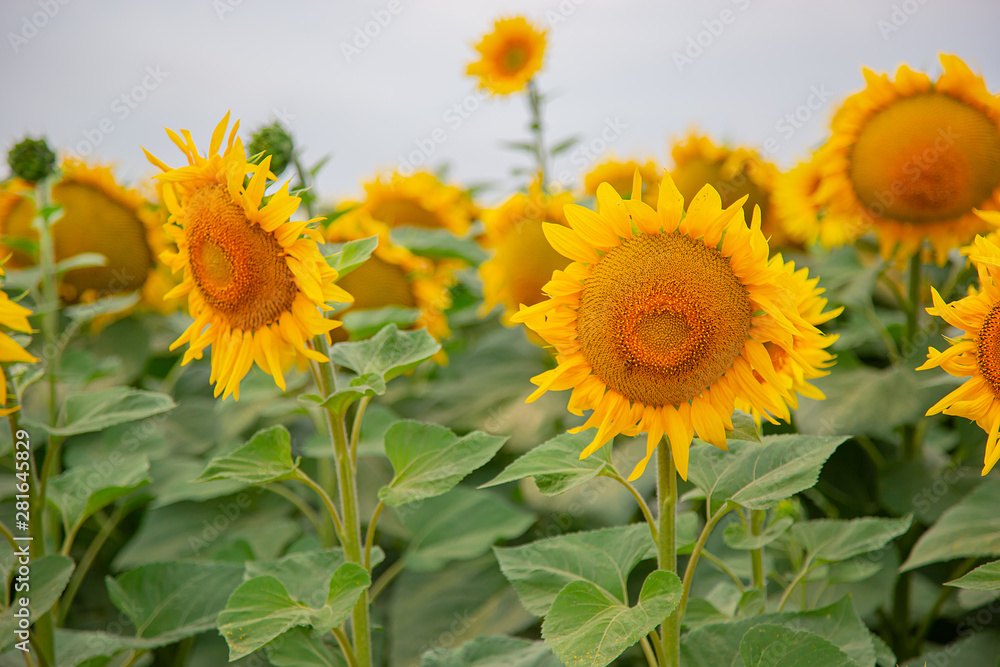 Sunflowers in a field of sunflowers under a blue sky