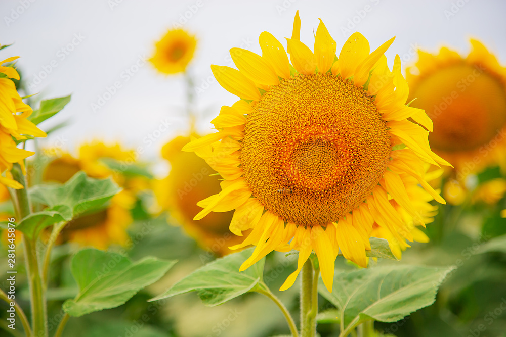 Sunflowers in a field of sunflowers under a blue sky Sunflowers in a field of sunflowers under a blue sky