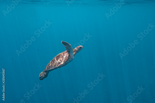 Foto Green sea turtle ascends to the surface to breathe