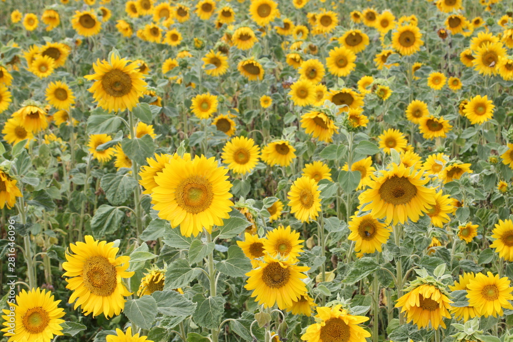 Sonnenblumenfeld Sonnenblumenfeld