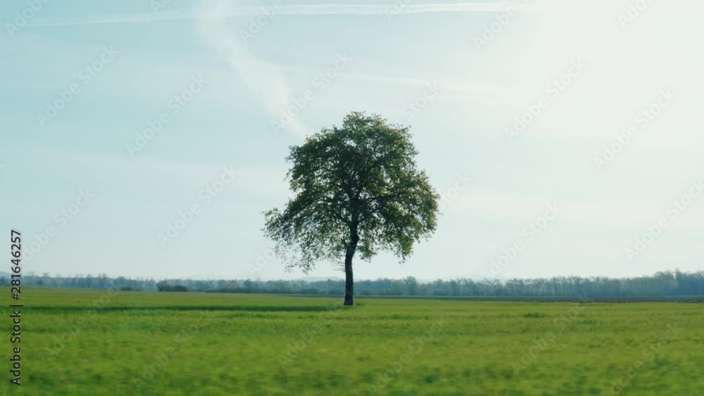 Aerial shot of flying around a lonely tree in the middle of a green meadow. Nature is beautiful. Aerial shot of flying around a lonely tree in the middle of a green meadow. Nature is beautiful.