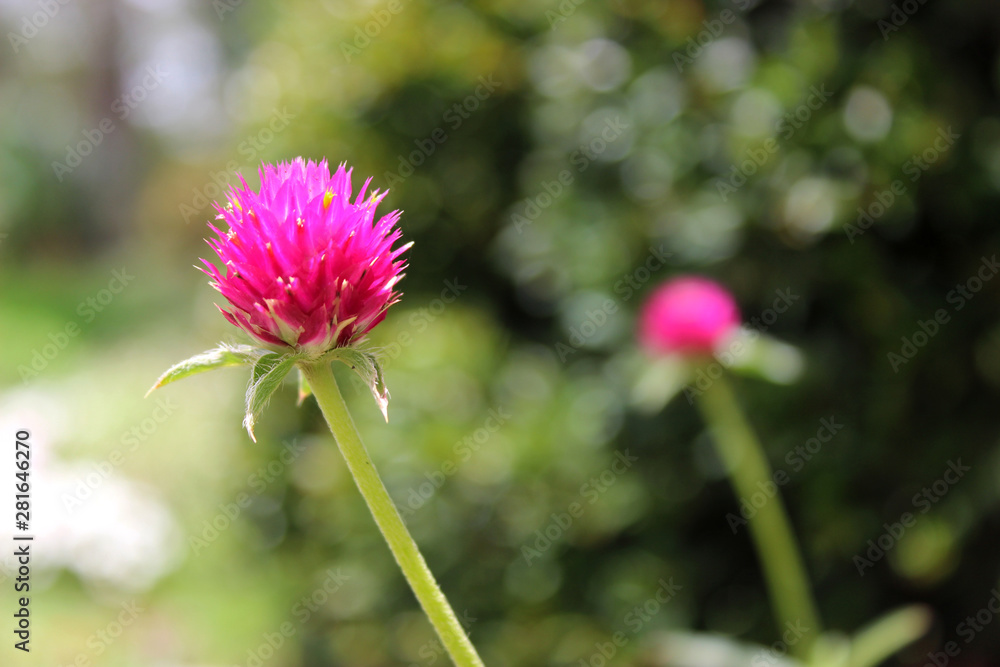 Obraz premium pink flower