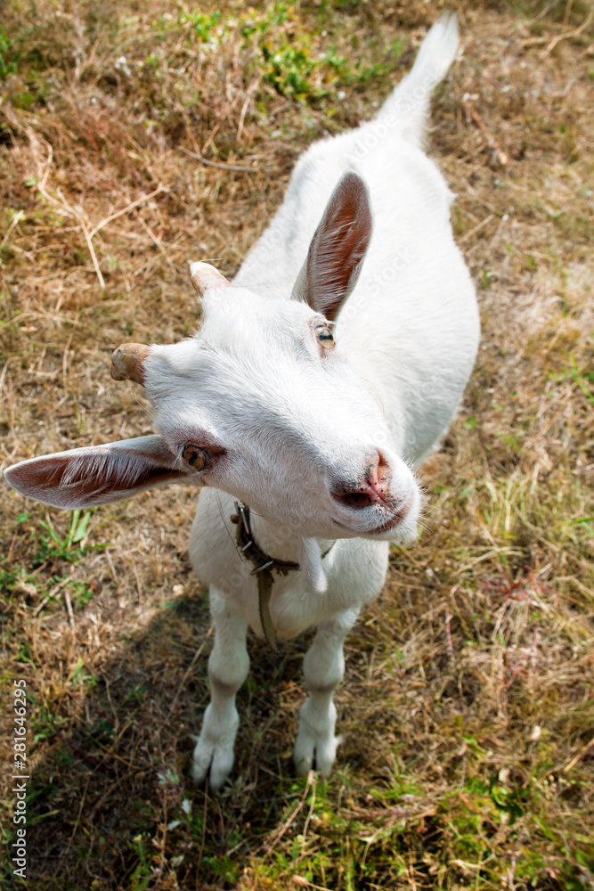 Cute young goat looking straight towards the frame Cute young goat looking straight towards the frame