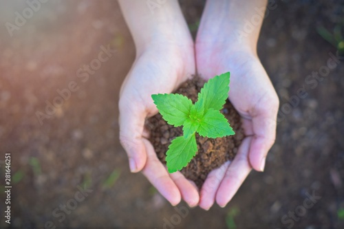 hands holding plant in soil