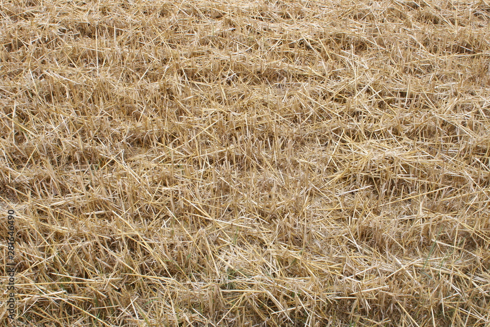 Hintergrund Kornfeld Hintergrund Kornfeld