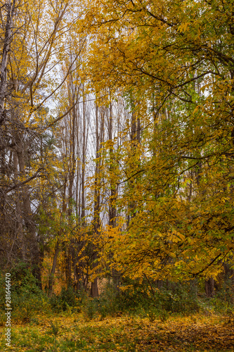 View of English Walnut Tree During Autumn Season