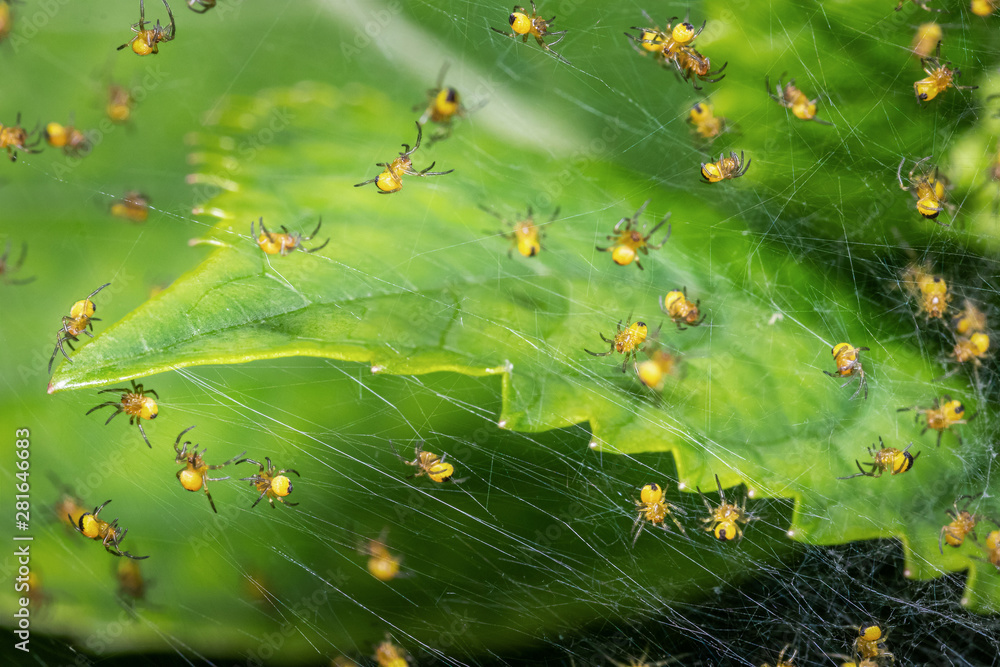 Newborn spiders weaving their first web. Macro shot Newborn spiders weaving their first web. Macro shot