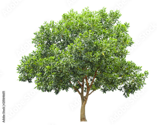 Tree isolated on white background,clipping paths