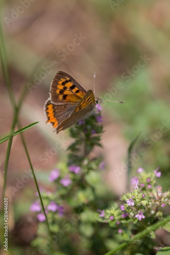 Orange butterfly on violet blossom © madame_fayn