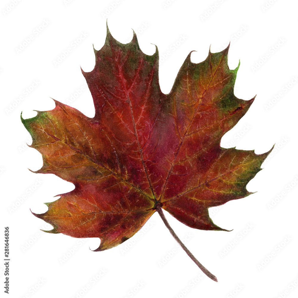 Autumn foliage watercolor isolated on white background Autumn foliage watercolor isolated on white background
