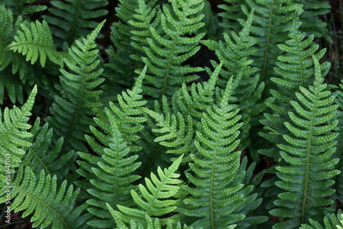 leaves of fern in summertime