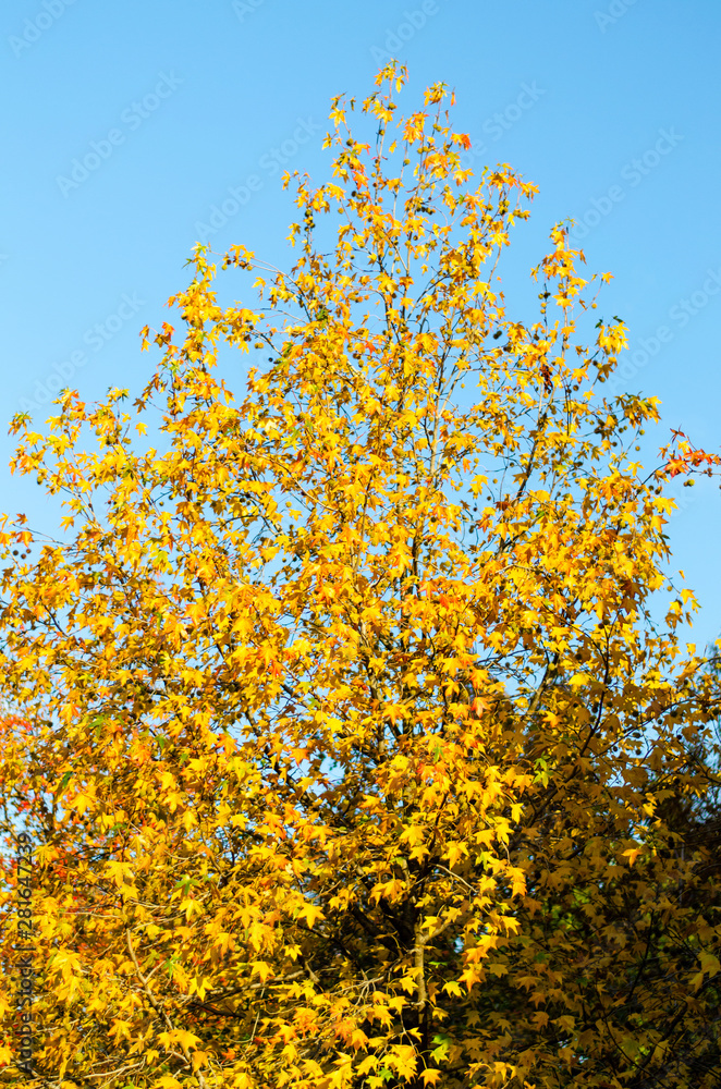 A pyramidal tree with yellow leaves and cones, lit in front by the sun, against the blue sky in the autumn park. Vertical frame A pyramidal tree with yellow leaves and cones, lit in front by the sun, against the blue sky in the autumn park. Vertical frame