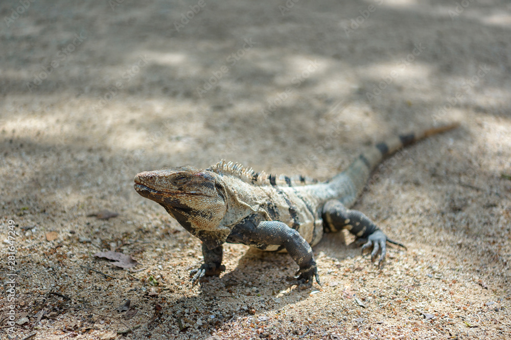 A large iguana sunbathes on a gray limestone rock close-up. A large iguana sunbathes on a gray limestone rock close-up.