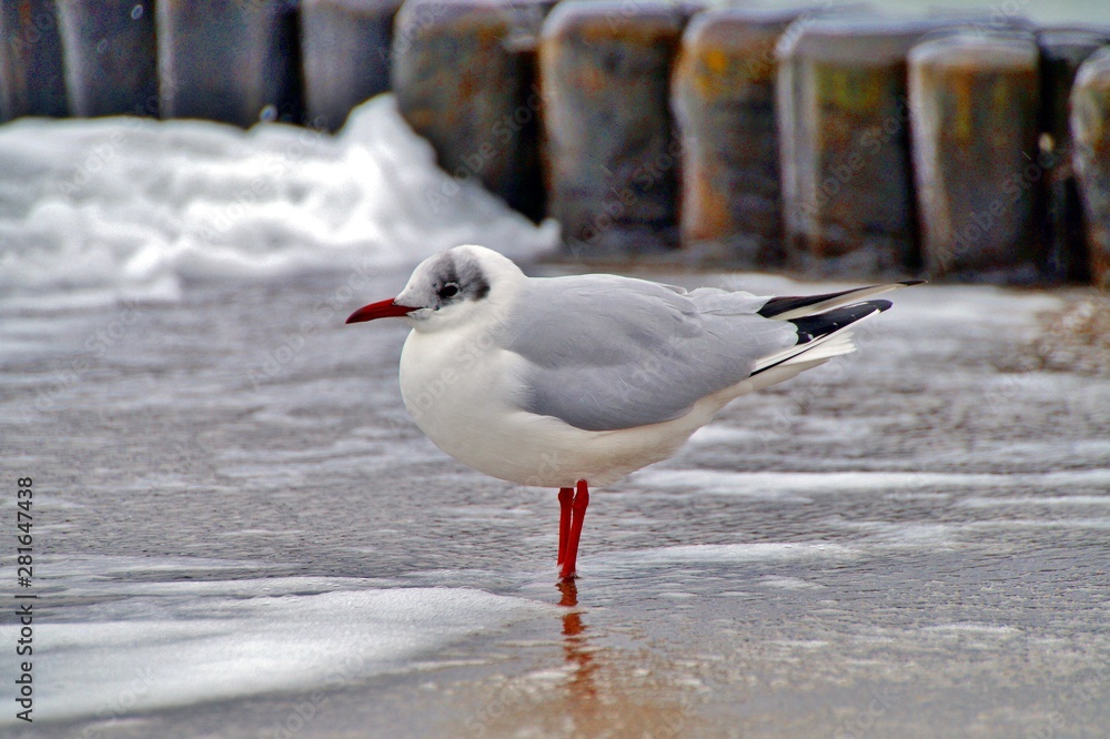 Fototapeta premium sea gull standing on his feet in ocean on the beach. seagull standing on the shore. wooden wave breakers and water background. wooden groyne in the seabed background. Vacation. Travel destination.