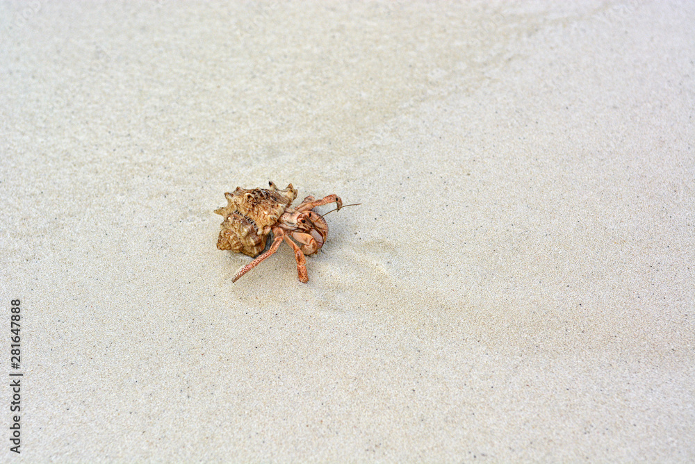 A hermit crab with a shell crawling on the white sand. A hermit crab with a shell crawling on the white sand.