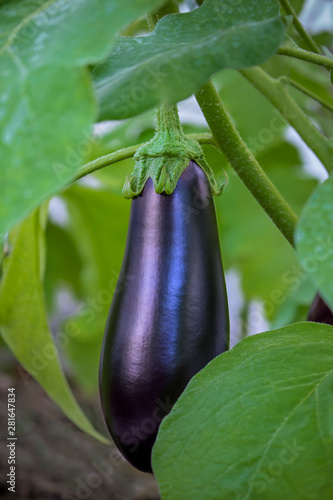 large purple eggplant ripened in the garden, hanging among the leaves, harvest