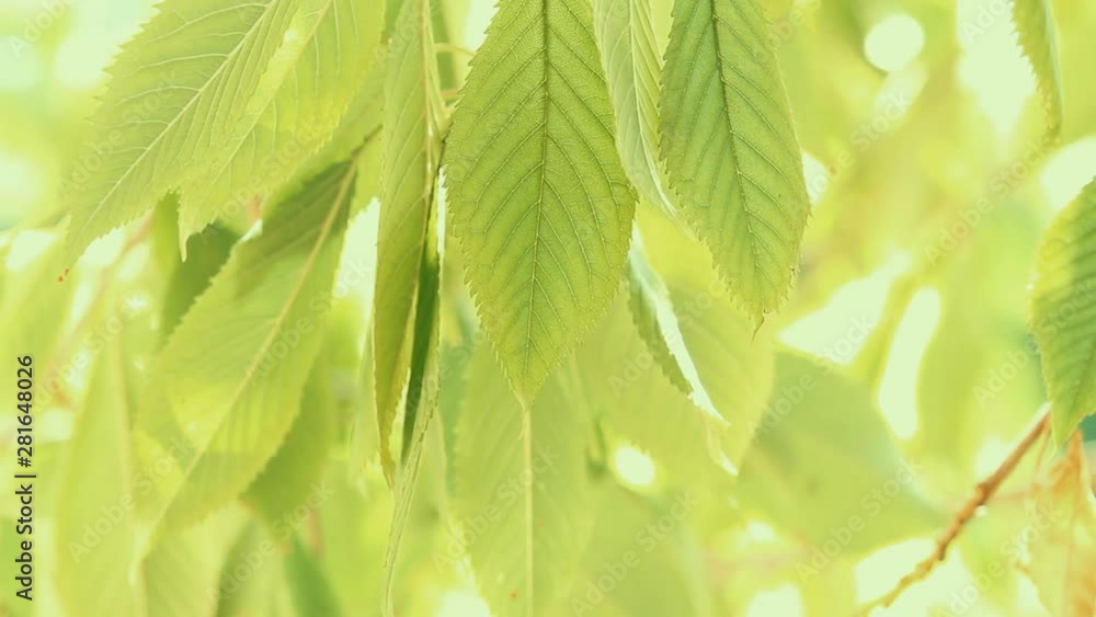 Green leaves background Green leaves background