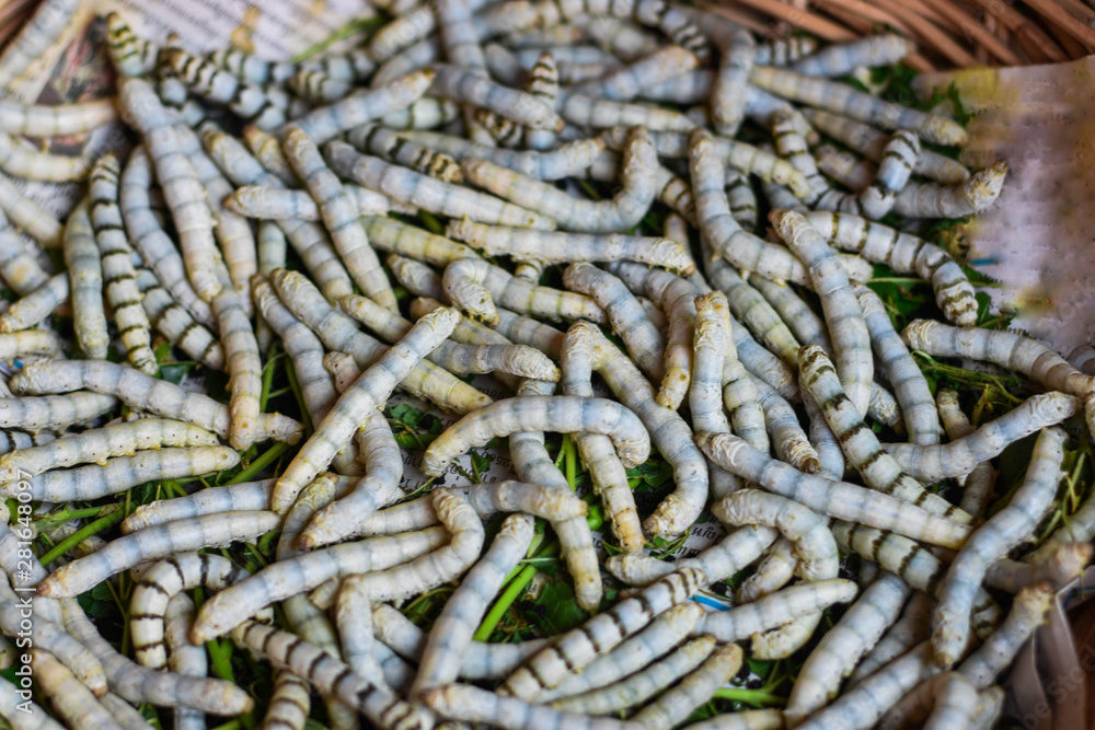 silkworm,The life cycle of insects that allow the lines for processing into expensive clothing Farmers' households in Southeast Asia, Myanmar, Thailand, Laos, Cambodia, Vietnam, China silkworm,The life cycle of insects that allow the lines for processing into expensive clothing Farmers' households in Southeast Asia, Myanmar, Thailand, Laos, Cambodia, Vietnam, China
