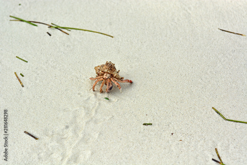 A hermit crab with a shell crawling on the white sand.