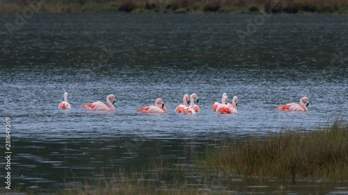 group of pink flamingos swimming under the rain in a wetland on the island of Chiloe 