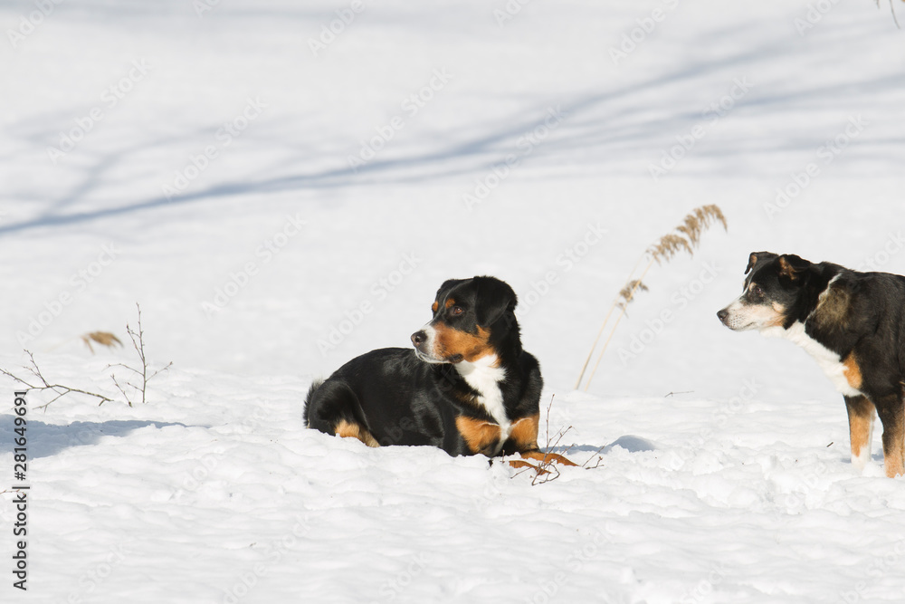 Big Swiss Mountain Dog lies in the snow