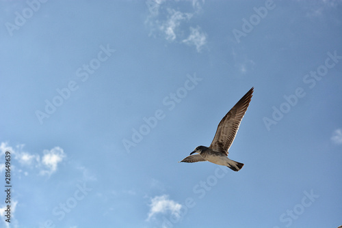 Gull flying with a blue sky background