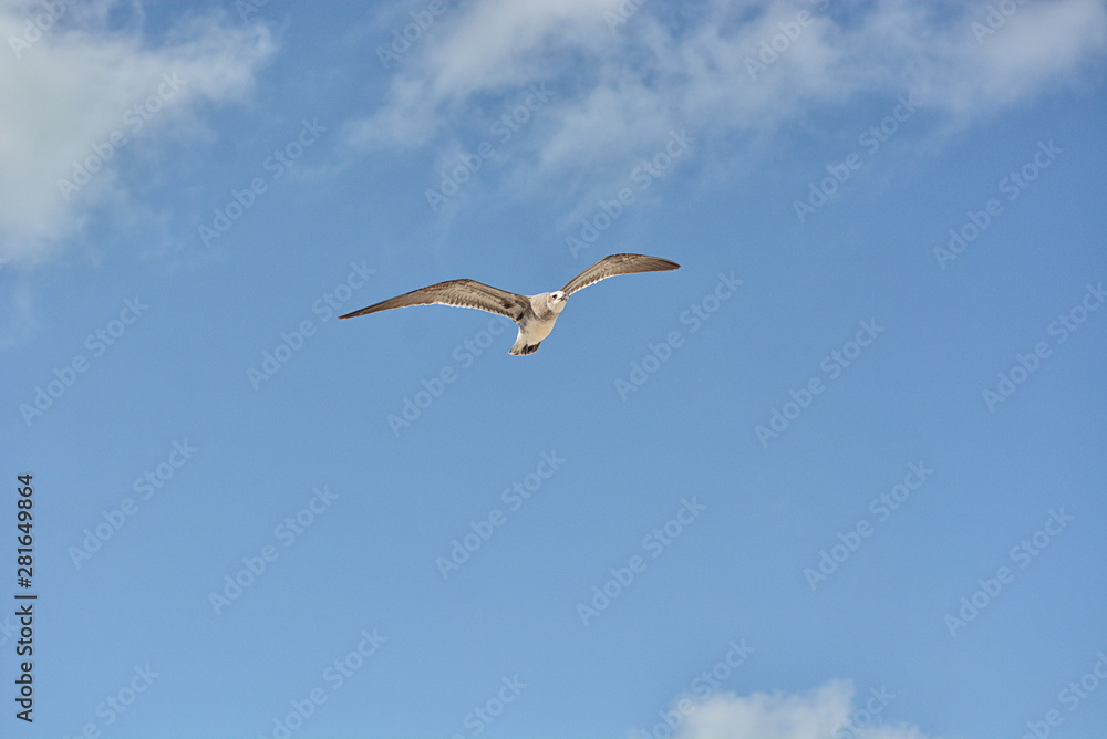 Gull flying with a blue sky background Gull flying with a blue sky background