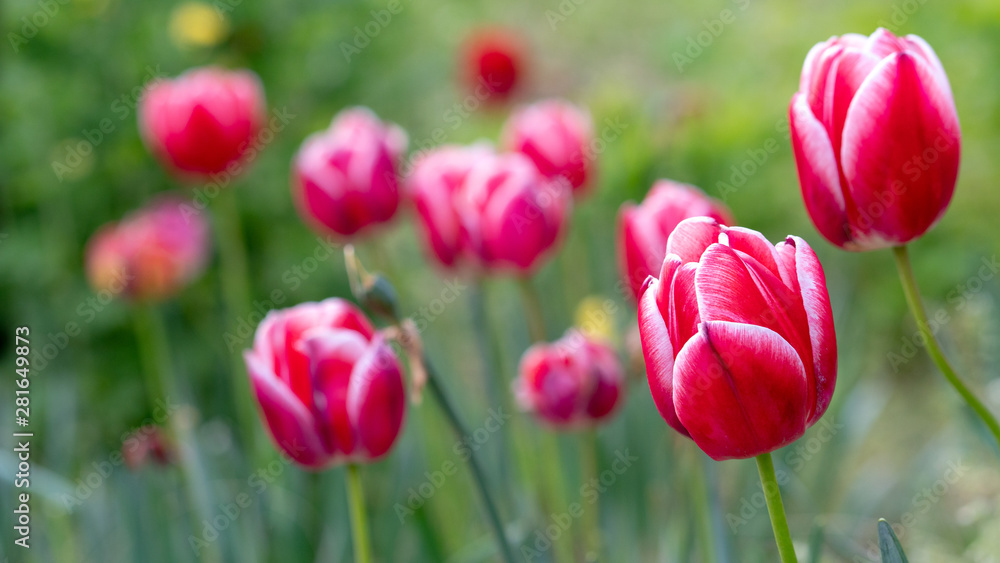 colorful tulips, flowers blooming in spring. colorful tulips, flowers blooming in spring.