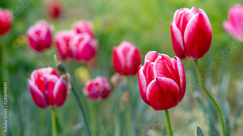 colorful tulips, flowers blooming in spring.