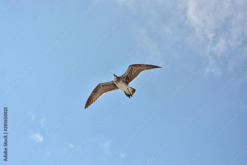 Gull flying with a blue sky background Gull flying with a blue sky background