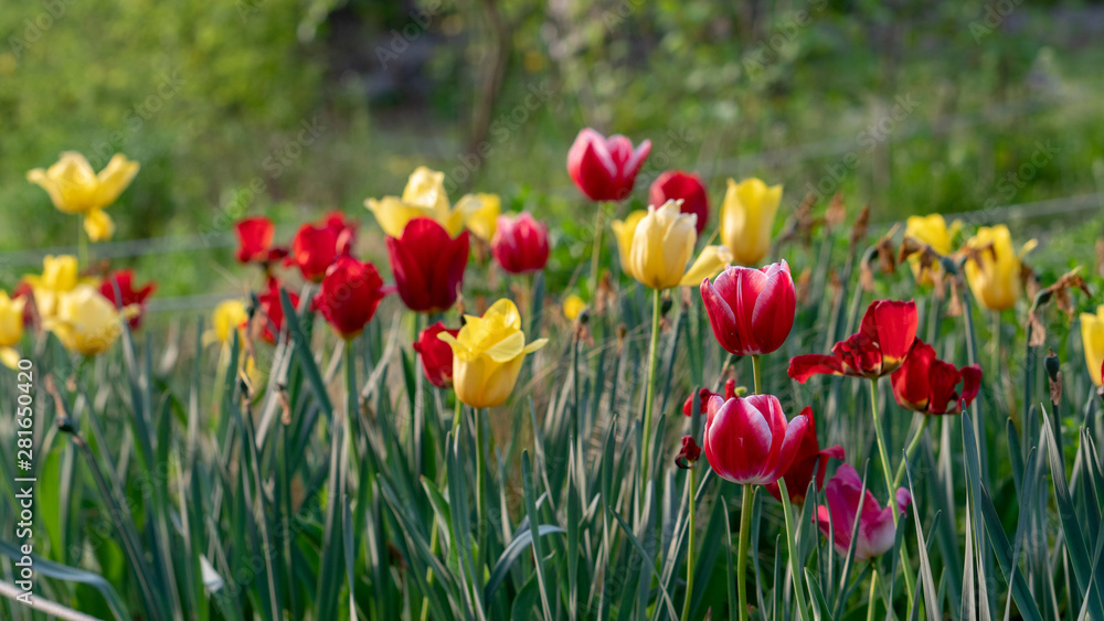 colorful tulips, flowers blooming in spring. colorful tulips, flowers blooming in spring.