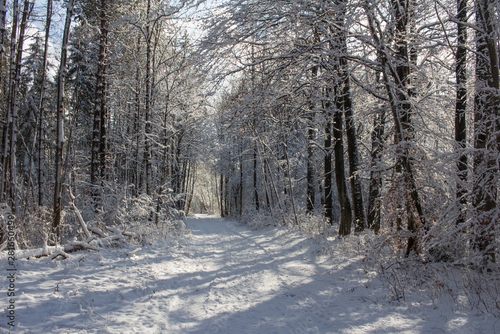 Obraz premium Deep snowy forest road in winter