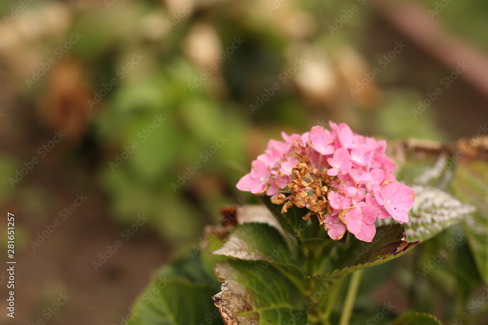 Blumen, Pflanzen, Natur, Garten, Pflanzen, Blatt