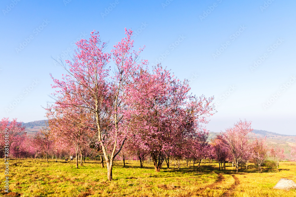 The field of blossoming pink Wild Himalayan cherry flowers (Thailand's sakura or Prunus cerasoides), known as Nang Phaya Sua Khrong in Thai at Phu Lom Lo mountain, Loei, Thailand. The field of blossoming pink Wild Himalayan cherry flowers (Thailand's sakura or Prunus cerasoides), known as Nang Phaya Sua Khrong in Thai at Phu Lom Lo mountain, Loei, Thailand.
