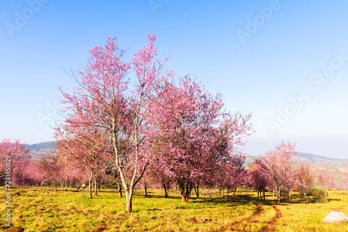 The field of blossoming pink Wild Himalayan cherry flowers  Thailand s sakura or Prunus cerasoides   known as Nang Phaya Sua Khrong in Thai at Phu Lom Lo mountain  Loei  Thailand.