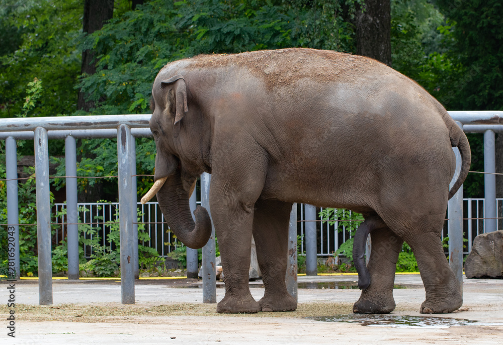 elephant, on the background of green trees in the zoo