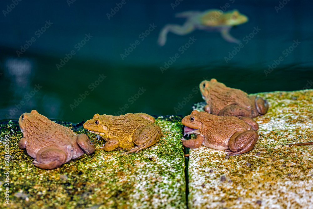 Frogs wait to catch insects to eat as food. Stock Photo